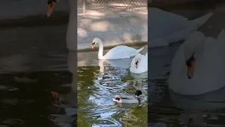 Miniature : Cygne tuberculé - Mute Swan - Cygnus olor #cygne #Cygnetuberculé #muteswan #wildlife #nature