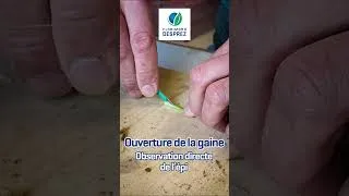 Miniature : Maîtrisez le 2ᵉ apport d’azote !