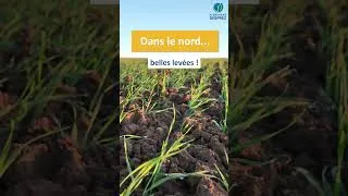 Miniature : Semis de blés 2024 ont été compliqués, que donnent les levées ? 🤔