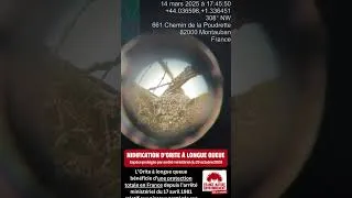 Miniature : Un nid d’Orite à longue queue découvert sur le chantier du Boulevard Urbain Ouest à Montauban