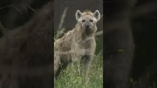 Miniature : 🐾 La hyène est-elle vraiment aussi méchante ?