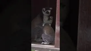 Miniature : 🦝🌿 Le repas d'une famille de makis catta