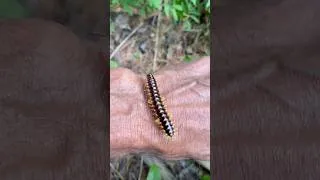 Miniature : Un mille-pattes très rare au Québec: le polydesme à taches jaunes (Rudiloria trimaculata)
