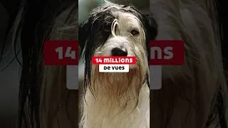 Miniature : Pas d'ami comme toi, 14 millions de vues ! Merci ! ❤️