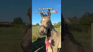 Miniature : LE NOM DES POULAINS ? 👀🤔💖 Je vous laisse deviner en commentaires 🕵️⬇️ #elevage #poulain #cheval