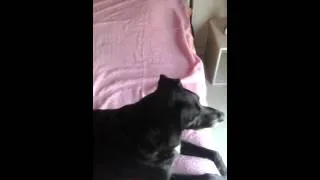 Miniature : Chien qui chante