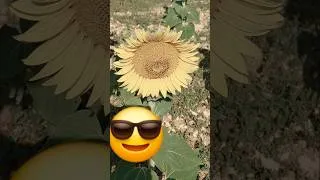 Miniature : Flower🌻🌼 on #ps3 #irl #jeuxvidéo