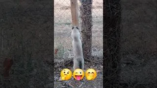 Miniature : Cat vs Pole ! 😹 #cats #kitten #funnyshorts