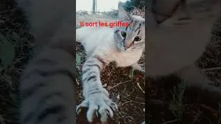 Miniature : Just playing ? 😸#kitten #cat #funny