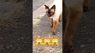 Miniature : Il court vers moi ! 😋 #cat #cute #foryou