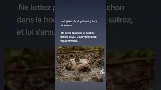 Miniature : لا تصارع خنزيرا