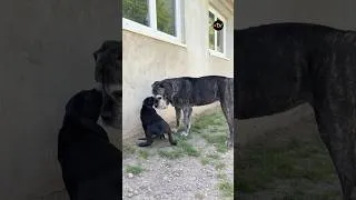 Miniature : L'éducation d'un jeune chiot par une mère de substitution