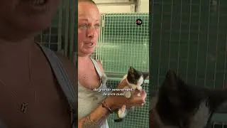 Miniature : Les refuges d'animaux saturés face aux nombres d'abandons #animaux #spa #été #bretagne