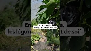 Miniature : Été meurtrier pour les légumes