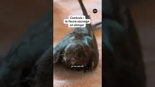 Miniature : Faunalis : un centre de soin pour la faune sauvage