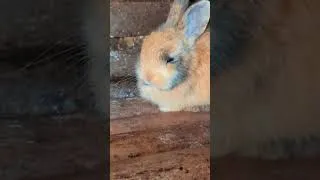 Miniature : LES LAPINS SE FONT MUTUELLEMENT LA TOILETTE #lapin #rabbit #questcequejedevraischoisir #pets #astuce