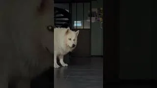 Miniature : Berger blanc suisse, football