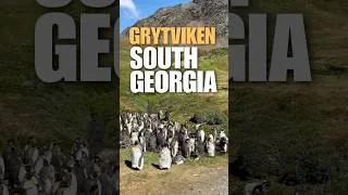 Miniature : Grytviken - Georgie du Sud #voyage #manchots #otarie #falklands #malouines