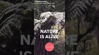 Miniature : Nature is alive