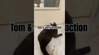 Miniature : Is your cat also bring a mouse at your home? 😁