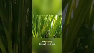 Miniature : DIY Bio Pool: From Intex Pool to Natural Oasis! #shorts