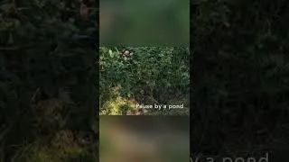 Miniature : Escape to Shady Wood: Nature's Ultimate Tranquil Retreat #shorts
