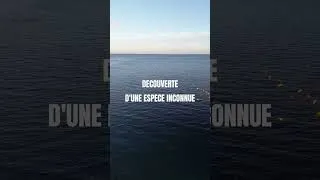 Miniature : On a filmé une espèce rare