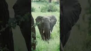 Miniature : 🐘