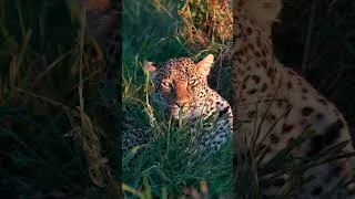 Miniature : 🐆