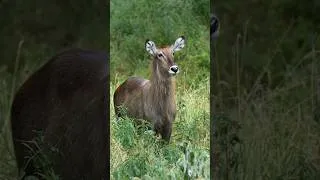 Miniature : Serengeti nature