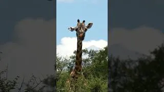 Miniature : 🦒