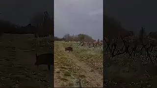 Miniature : Tir d’un sanglier dans les vignes #chasse #sanglier