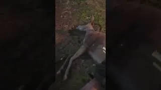 Miniature : Corps decomposition animals in rdr2 #rdr2