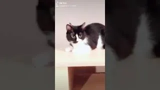 Miniature : BONJOUR JE VOUDRAIS VOIR LE DIRECTEUR SPA VERSION CHAT