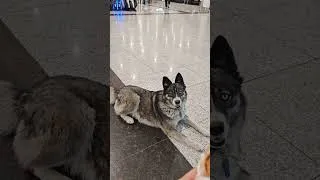 Miniature : ce chien est gourmand !
