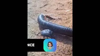 Miniature : Le bousier tueur   l’insecte qui a abandonné les excréments pour la viande p3