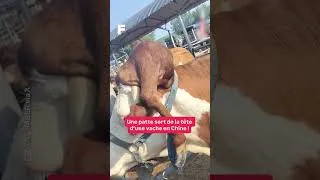 Miniature : Une vache naît avec une cinquième patte... sur la tête !