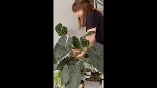 Miniature : 🪴 Prendre le temps, un Anthurium à la fois #plants #anthurium #plantlover
