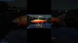 Miniature : Russian Fishing 4 Omble kuori de 19.908 KG