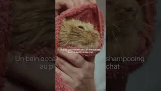 Miniature : C’est la saison de la mue chez le chat !
