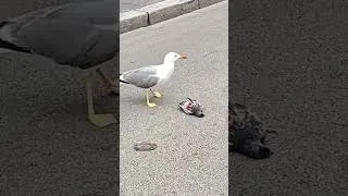 Miniature : Un goéland mange un pigeon