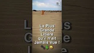 Miniature : La Plus Grande Litière qu'un Chat n'ait Jamais Vue ! 🐾🌵😺
