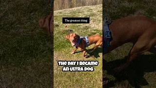 Miniature : The Day I Became an Ultra Dog #shorts #vizsla #trailrunning #trailrunning #mountains