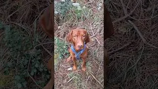 Miniature : Advanced Dog Recall Technique (Very Scientific) #shorts #vizsla #gelurunsongels #dog #dogtraining