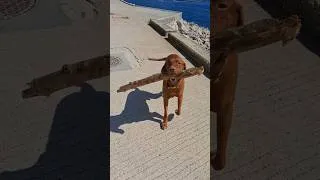 Miniature : Unstoppable Vizsla #shorts #vizsla #gelurunsongels