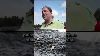 Miniature : 🌿 Fontainebleau : quelles conséquences pour la biodiversité après l'incendie ?