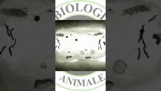 Miniature : La mitose simple chez une cellule animale
