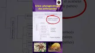 Miniature : Arbre phylogénétique des arthropodes