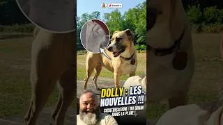 Miniature : G. DOLLY : LES NOUVELLES DE SA PATTE ! 🐾 (Diagnostic)