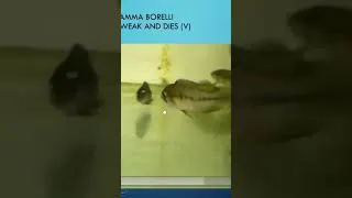Miniature : Sick Dwarf Cichlid Apistogramma. See link complete video. #fishdisease #apistogramma #Cichlid